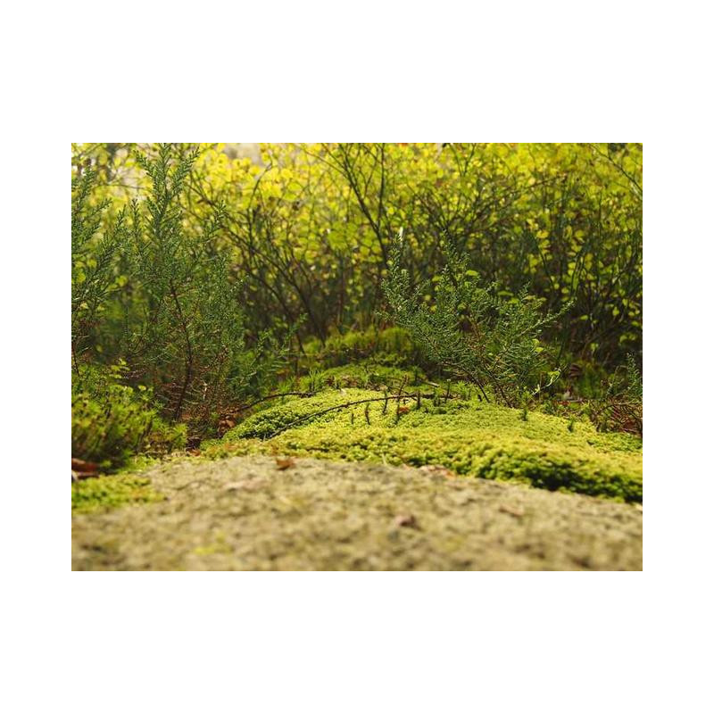 Rustic Wooden Lamp fr-FR